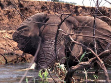 Zimbabwe-Mana Pools-Canoe Safari from Kariba to Mana Pools